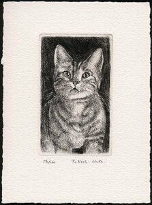  see .... cat / copperplate engraving * etching / new goods, work only 