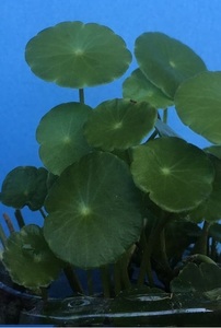 無農薬 ウォーターマッシュルーム 　水生植物 観葉植物 13株 銅銭草 メダカ水槽 金魚 水槽.