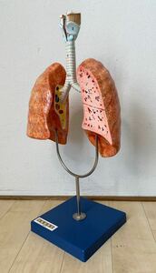 （1775M）京都科学　呼吸器模型　気管　肺　高さ約50㎝