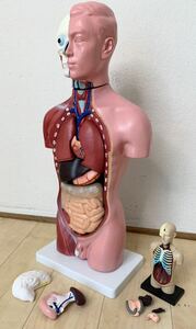 （1773M）人体模型　人体解剖模型　解剖　大学病院より引き上げ　高さ約44㎝