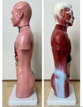 （1773M）人体模型　人体解剖模型　解剖　大学病院より引き上げ　高さ約44㎝_画像4
