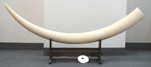 １円～ 【美術 骨董】 象牙風 牙 大型牙 一本物 一本牙 全長約142cm 重量約16.2㎏ 飾り台 裏蓋付