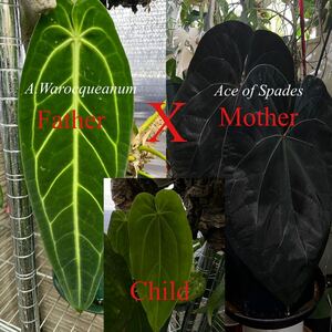 激レア　Anthurium Ace of Spades dark form X A.Warocquenum | フィロデンドロン モンステラ