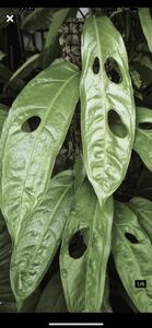 モンステラ オブリクア アマゾナス■エクアドル産 MONSTERA Obliqua Amazonas 