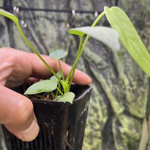 激レア Anthurium Ace of Spades dark form X A.Warocquenum | フィロデンドロン モンステラの画像6