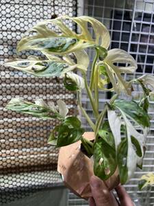 マドカズラ 白斑入り*特A級*Giant Monstera adansonii white variegata Tricolorモンステラ*アダンソニー 