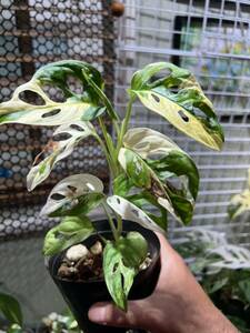 madokazla white . entering * Special A class *Giant Monstera adansonii white variegata Tricolor monstera *a Dan Sony 