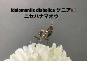 Idolomantis diabolica ケニア産　初令4匹セット　ニセハナマオウ　カマキリ　※サービスあり　※補償あり　カマキリ株式会社