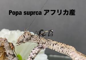 Popa suprca アフリカ産　初令8匹セット　ポパスプルカ　カマキリ　※サービスあり　※補償あり　カマキリ株式会社