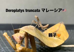 Deroplatys truncata マレーシア産　初令8匹セット　マルムネカレハ　カマキリ　※補償あり　カマキリ株式会社