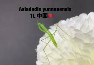 Asiadodis yunnanensis 中国産　初令6匹セット　アシアドディス　カマキリ　※サービスあり　※補償あり　カマキリ株式会社