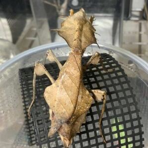 Deroplatys lobata マレーシア産 初令8匹セット ヒシムネカレハ 天然卵の孵化個体 カマキリ ※補償あり カマキリ株式会社の画像6