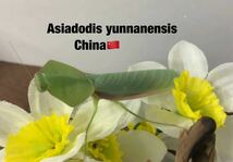 Asiadodis yunnanensis 中国産　初令6匹セット　アシアドディス　カマキリ　※サービスあり　※補償あり　カマキリ株式会社_画像7