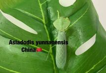 Asiadodis yunnanensis 中国産　初令6匹セット　アシアドディス　カマキリ　※サービスあり　※補償あり　カマキリ株式会社_画像5