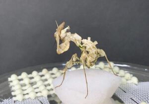 Idolomantis diabolica タンザニア産　5令前後ペア　ニセハナマオウ　カマキリ　※補償あり　カマキリ株式会社