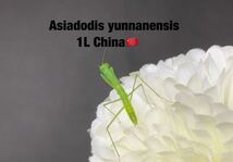 Asiadodis yunnanensis 中国産　初令6匹セット　アジアドディス　カマキリ　※サービスあり　※補償あり　カマキリ株式会社_画像2