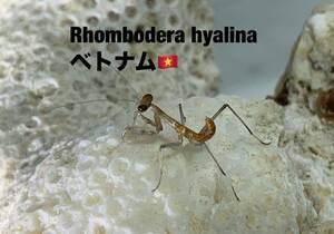 新種　Rhombodera hyalina ベトナム産　初令8匹セット　ランボデラハイアリーナ　カマキリ　※サービスあり※補償あり　カマキリ株式会社