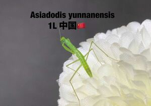 Asiadodis yunnanensis 中国産　初令6匹セット　アジアドディス　カマキリ　※サービスあり　※補償あり　カマキリ株式会社