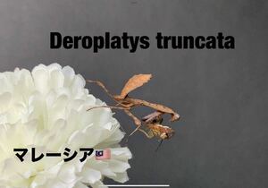 Deroplatys truncata マレーシア産　3令幼虫〜ペア　マルムネカレハ　カマキリ　※補償あり　カマキリ株式会社