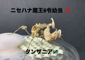 Idolomantis diabolica タンザニア産　6令前後ペア　ニセハナマオウ　カマキリ　※補償あり　カマキリ株式会社