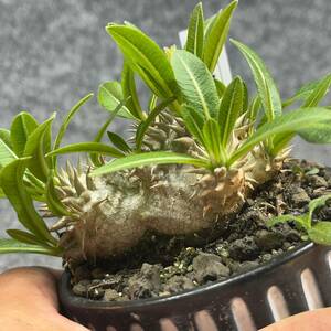 [ pot .. shipping ]pakipotium*. ratio . large black / Pachypodium *Densicaule* / 3 number pot /. root * succulent plant [ reality goods ]24-5-7-06