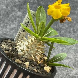 【鉢ごと発送】パキポディウム・恵比寿大黒 / Pachypodium ‘Densicaule’ / 3号鉢 / 塊根・多肉植物【現品】24-5-7-09