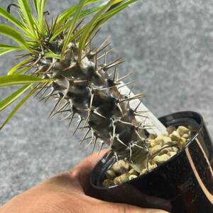 【鉢ごと発送】アデニウム・ラメリー / Pachypodium　lamerei / 3.5号鉢 / 塊根・多肉植物【現品】24-5-16-02