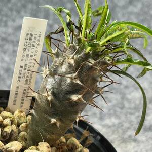 【鉢ごと発送】アデニウム・ゲアイ / Pachypodium geay i/ 3.5号鉢 / 塊根・多肉植物【現品】24-5-16-06