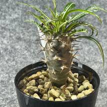 【鉢ごと発送】アデニウム・ゲアイ / Pachypodium geay i/ 3.5号鉢 / 塊根・多肉植物【現品】24-5-16-06_画像4