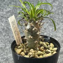 【鉢ごと発送】アデニウム・ゲアイ / Pachypodium geay i/ 3.5号鉢 / 塊根・多肉植物【現品】24-5-16-06_画像5