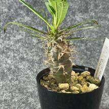 【鉢ごと発送】アデニウム・ゲアイ / Pachypodium geay i/ 3.5号鉢 / 塊根・多肉植物【現品】24-5-16-08_画像7