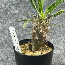 【鉢ごと発送】アデニウム・ゲアイ / Pachypodium geay i/ 3.5号鉢 / 塊根・多肉植物【現品】24-5-16-08_画像6