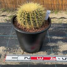 【鉢ごと発送】サボテンの王様！金色サボテン / 金鯱（キンシャチ）Golden barrel cactus / 8号 黒鉢【現品】M24-5-16-12_画像3