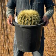 【鉢ごと発送】サボテンの王様！金色サボテン / 金鯱（キンシャチ）Golden barrel cactus / 12号 黒鉢【現品】M24-5-16-17_画像2