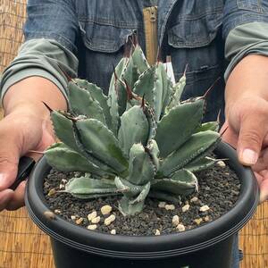 【鉢ごと発送】アガベ　キュービック / Agave potatorum 'cubic' / 7号鉢 / 【現品】24-5-29-04