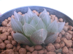 多肉植物 ハオルチア ブラックオブツーサ × ベヌスタA 　ハオルシア 【Haworthia】