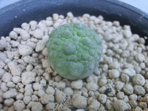 多肉植物 ガガイモ科 プセウドリトス ミグイルティヌス 【Pseudolithos migiurtinus】