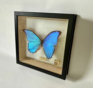 モルフォチョウ　標本　ガラスケース 入り　蝶 Morpho 昭和　レトロ　ヴィンテージ　ビンテージ