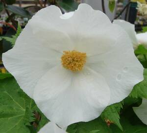  fields and mountains grass Y009- white flower silane AOI -# snow break up .