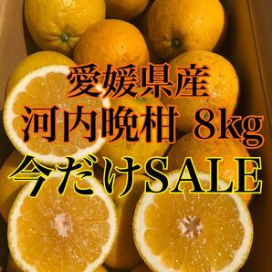 家庭用 ミカン 愛媛県産 河内晩柑 箱込み8k みかん 果物 柑橘