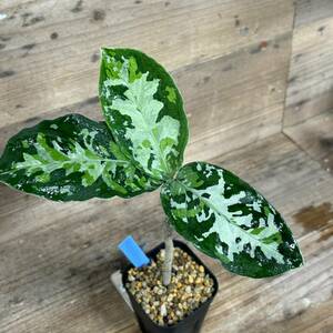 ４色　Aglaonema pictum　アグラオネマ　ピクタム　　南スマトラパレンバン産 