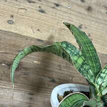 サンセベリア　サンスベリア　クレオパトラ　中株　 Sansevieria Cleopatra　＃ロリダマッソニアーナサムライロブスター斑入り_画像6