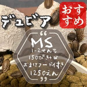 MS150匹+α 1.5cm前後 デュビア 自家消費用養殖 おまけ自家製フード付き