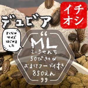 ML50匹+α 2.5cm前後 デュビア 自家消費用養殖 おまけ自家製フード付き　