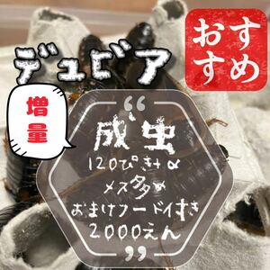 成虫雄40:雌80計120匹+αデュビア 自家消費用養殖 おまけ自家製フード付き　繁殖用にも　