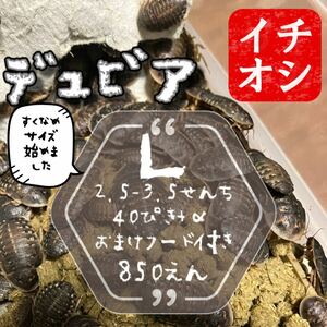 L40匹+α 3cm前後 デュビア 自家消費用養殖 おまけ自家製フード付き