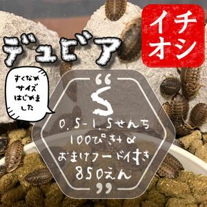 S100匹+α 1cm前後 デュビア 自家消費用養殖 おまけ自家製フード付き　