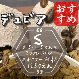 S200匹+α 1cm前後 デュビア 自家消費用養殖 おまけ自家製フード付き