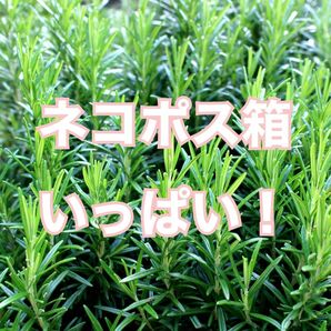 ローズマリー カット枝 新芽 フレッシュ 無農薬 ネコポス箱いっぱい