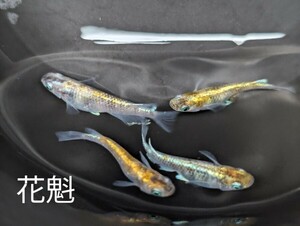 メダカ《花魁》タマゴ25個＋α